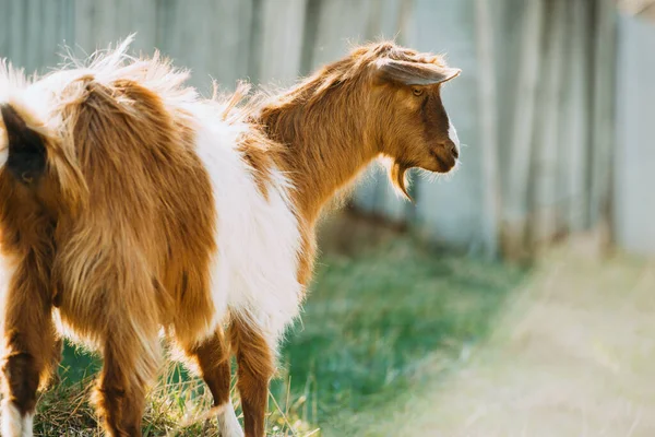 Foto av baby get barn på våren i en solig vacker dag — Stockfoto