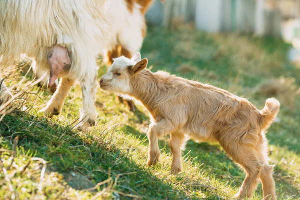 Foto de crianças de cabra bebê na primavera em um belo dia ensolarado — Fotografia de Stock