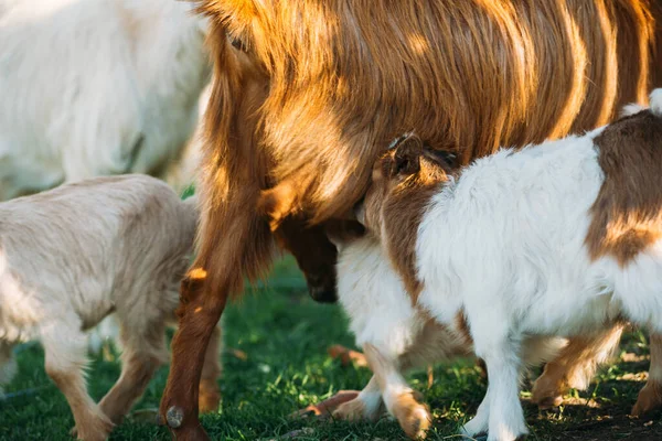 Foto av baby get barn på våren i en solig vacker dag — Stockfoto