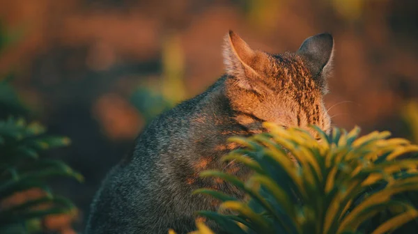 Schöne süße Katze im Garten, schöne Kätzchen spielen im Freien bei Sonnenuntergang. — Stockfoto