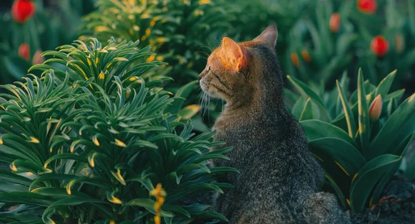 Vacker söt katt i trädgården, trevlig kattunge leka utomhus vid solnedgången. — Stockfoto