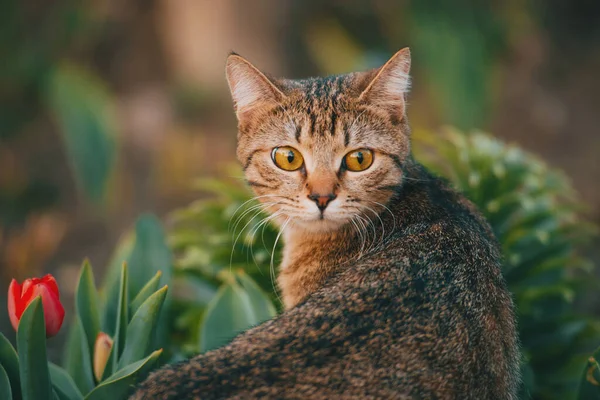 Schöne süße Katze im Garten, schöne Kätzchen spielen im Freien bei Sonnenuntergang. — Stockfoto