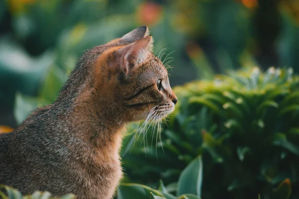 Schöne süße Katze im Garten, schöne Kätzchen spielen im Freien bei Sonnenuntergang. — Stockfoto