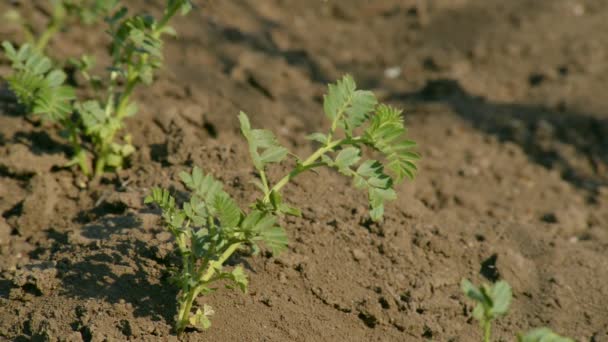 庭の新しいひよこ豆農業の概念 — ストック動画