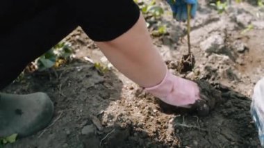 Güneşli bir günde bahçeye domates eken bir kadın.