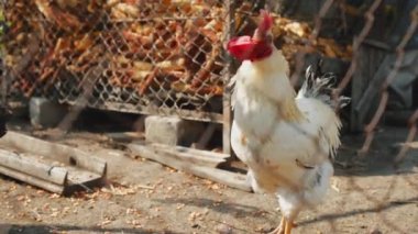 Bahçede yürüyen muhteşem horozun görüntüsü
