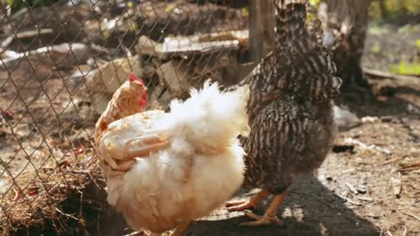 Filmación, pollo comiendo algo en el jardín, concepto de agricultura — Vídeos de Stock