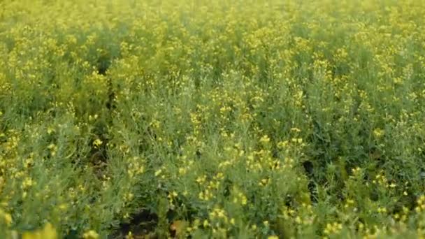 봄철에는 보풀, 아름다운 성장을 하는 콜자, 노란 꽃들 — 비디오