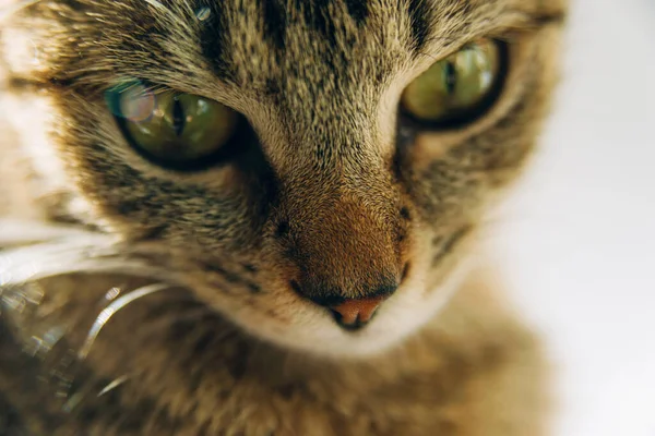 Fotografie kočičího čenichu, nosu a očí shlížejících dolů. — Stock fotografie