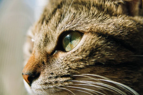 Foto de um focinho de gato e olho banhado pela luz solar olhando para longe . — Fotografia de Stock