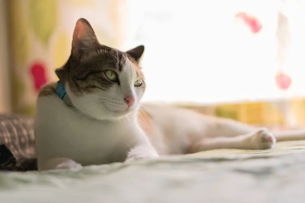 Gatos en Tailandia — Foto de Stock