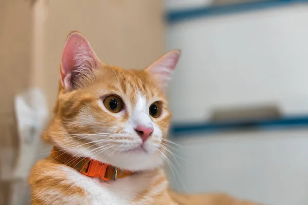 Pomarańczowy kot patrząc na coś. — Zdjęcie stockowe