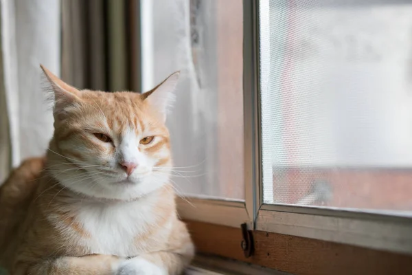 Gatto arancione seduto alla finestra di casa . — Foto Stock
