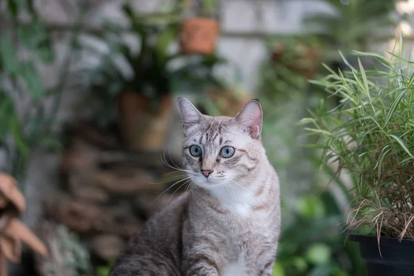 Beau chat dans le jardin. — Photo