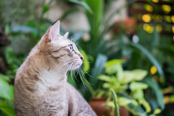 Beau chat dans le jardin. — Photo
