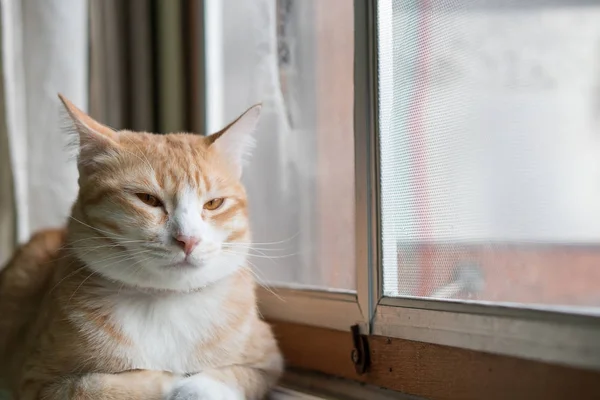 Gato naranja sentado en casa ventana . — Foto de Stock