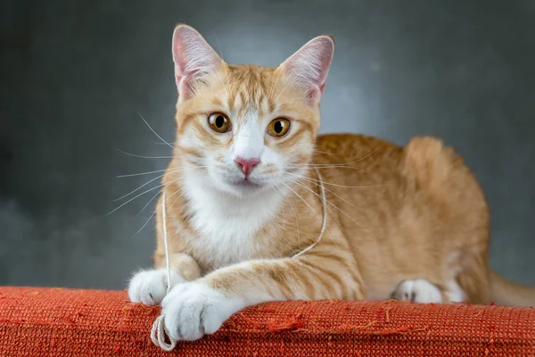 オレンジ色の猫部屋でソファーに座っていた. — ストック写真