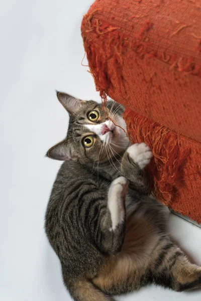 O gato está coçando o sofá em casa . — Fotografia de Stock