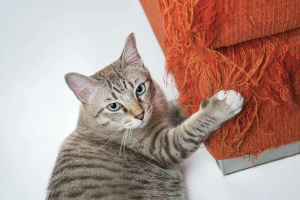 O gato está coçando o sofá em casa . — Fotografia de Stock