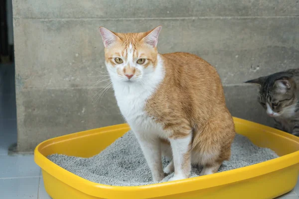 Die Ausscheidung von Katzen ist tägliche Routine. — Stockfoto