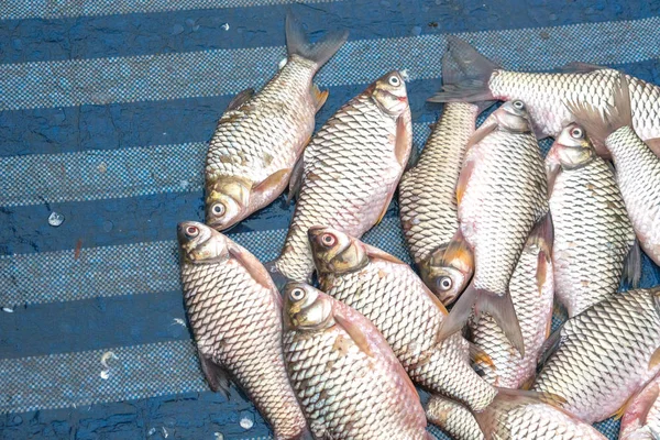 Fresh fish are sold at the fish market. — Stock Photo, Image