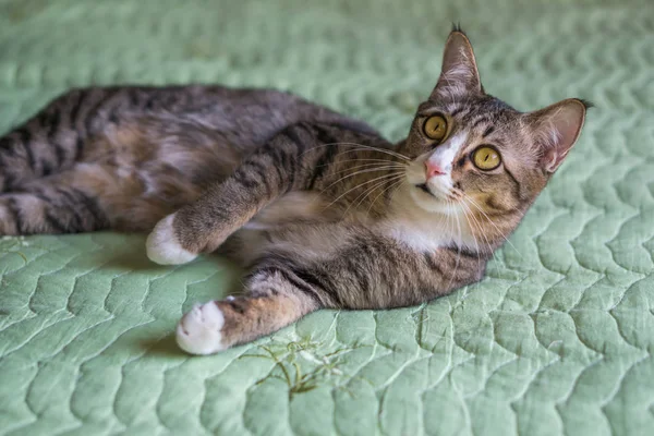 Los gatos duermen en la cama por la mañana . — Foto de Stock