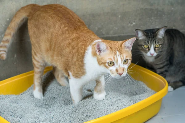 A excreção de gatos é rotina diária . — Fotografia de Stock