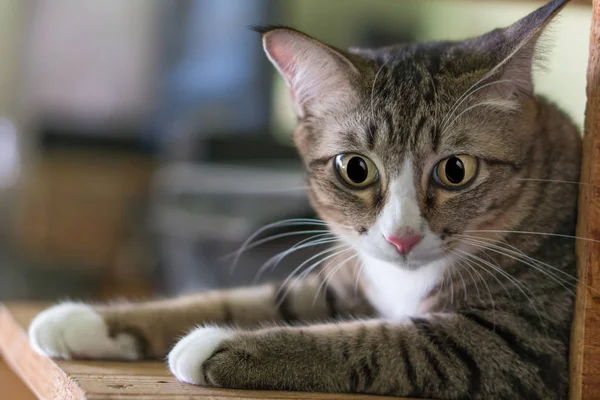 Gatos en Tailandia — Foto de Stock