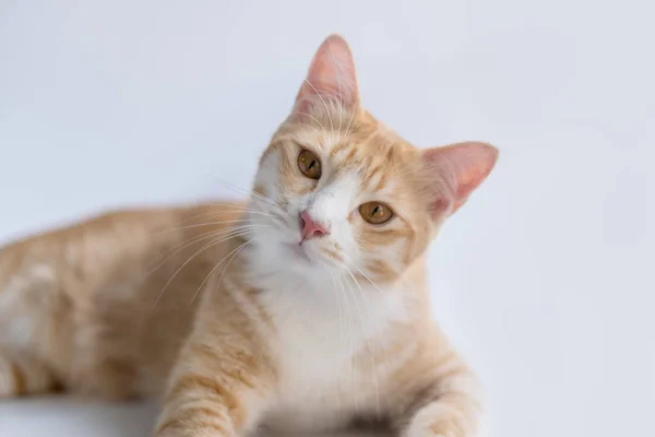 Katten Vragen Zich Wat Gaat Gebeuren Zien Schattig Uit — Stockfoto