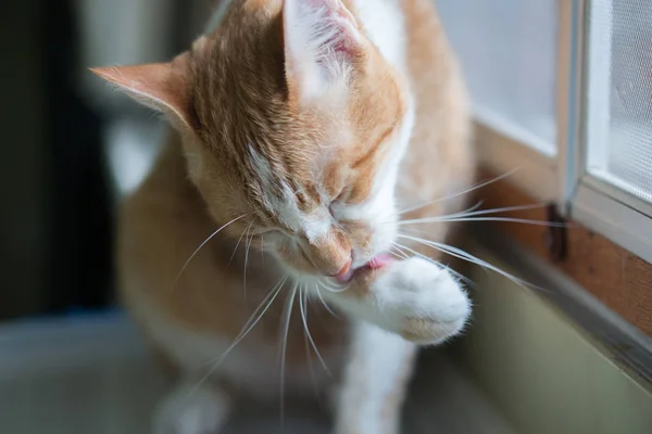 Oranje Kat Het Reinigen Van Het Lichaam Ochtend — Stockfoto