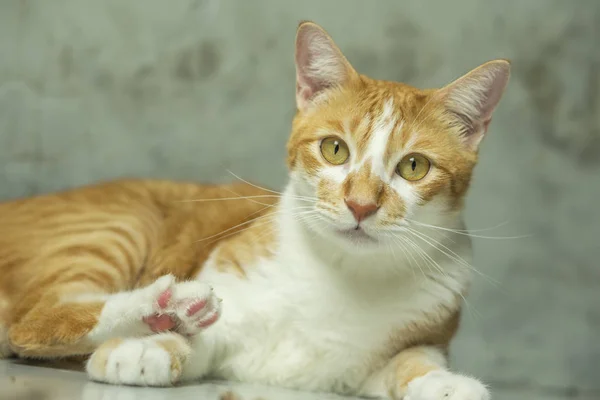 O gato está olhando para a frente e bonito . — Fotografia de Stock