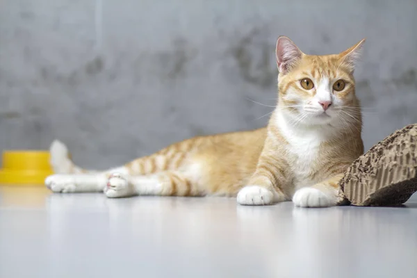 De oranje kat zat in huis. Het is zo schattig.. — Stockfoto