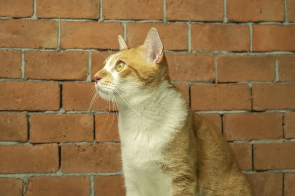 O gato laranja é bonito . — Fotografia de Stock