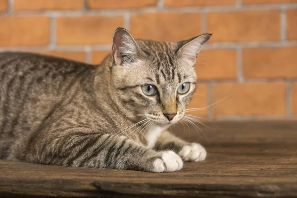 Los gatos se ven muy lindos de esta manera . — Foto de Stock