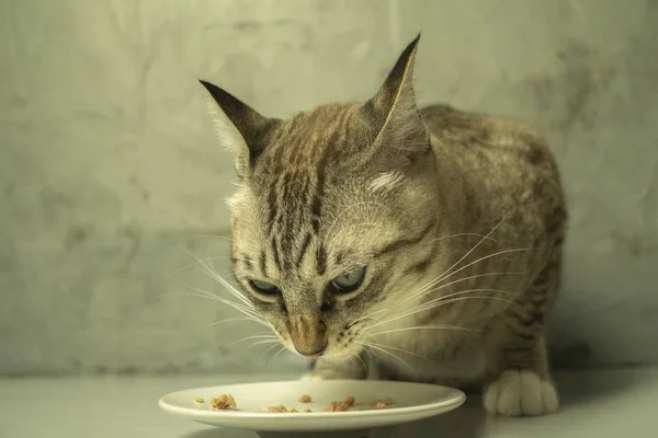 Gato está comendo comida pela manhã . — Fotografia de Stock