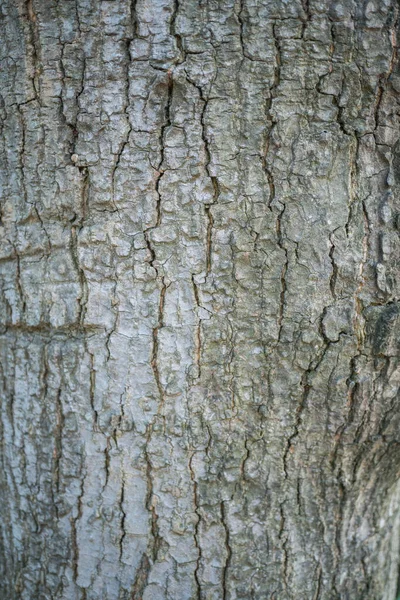 Povrch Kůry Stromu Uzavírá — Stock fotografie