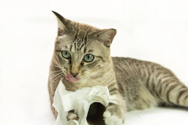 Gatos Várias Formas Gestos Muito Bonitos — Fotografia de Stock