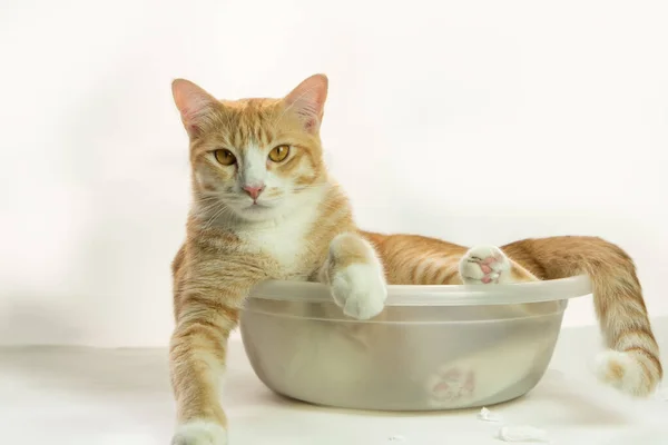 Gatos Varias Formas Gestos Muy Lindos — Foto de Stock