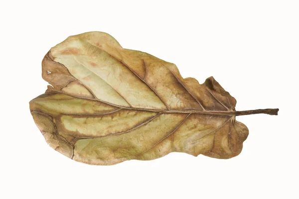 Dry Leaves Have Large Leaves White Background — Stock Photo, Image