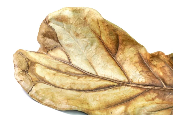 Trockene Blätter Haben Große Blätter Auf Weißem Hintergrund — Stockfoto