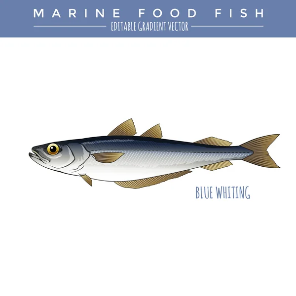 Blue Whiting. Pesci marini — Vettoriale Stock