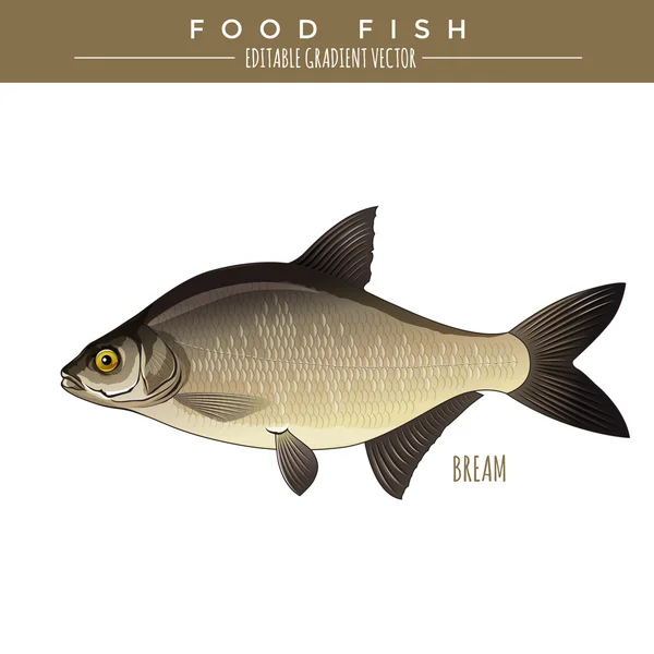 Bream. Peixes alimentares — Vetor de Stock