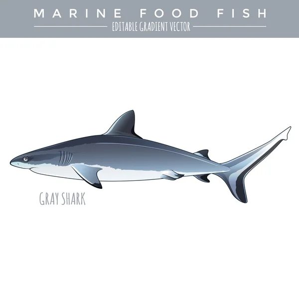 Tiburón gris. Alimento marino Peces — Archivo Imágenes Vectoriales