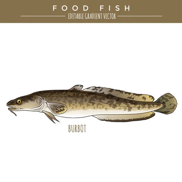 Κόττοι. Θαλάσσια ψάρια τροφίμων — Διανυσματικό Αρχείο