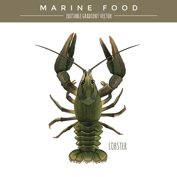 Du homard. Aliments marins — Image vectorielle