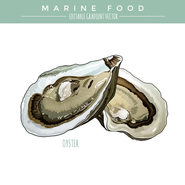 Ostrica. Alimenti marini — Vettoriale Stock