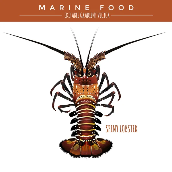 Spiny Lobster. Marine Food — Stock Vector