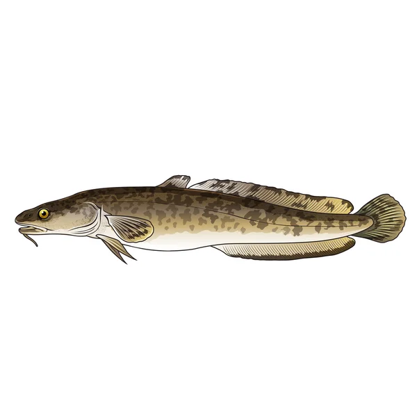 Burbot, ilustração isolada — Fotografia de Stock