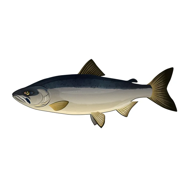 Chum Lachs, isolierte Illustration — Stockfoto