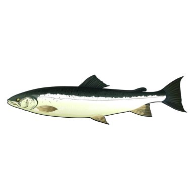 Somon, izole illüstrasyon